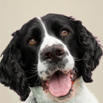Brooks, Craig's springer spaniel